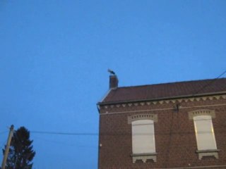 Une cigogne en visite à Villers-Outréaux