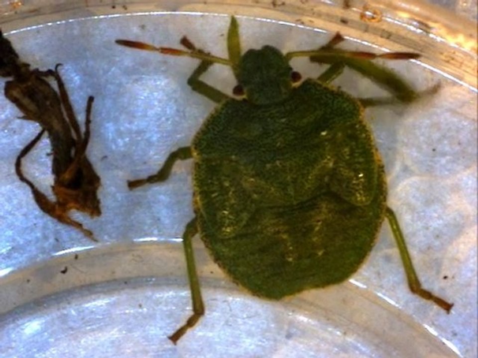 Un hétéroptère : la punaise verte