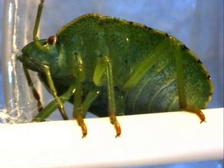 punaise verte, vue de dessous