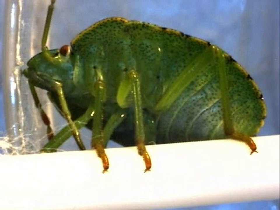 punaise verte, vue de dessous