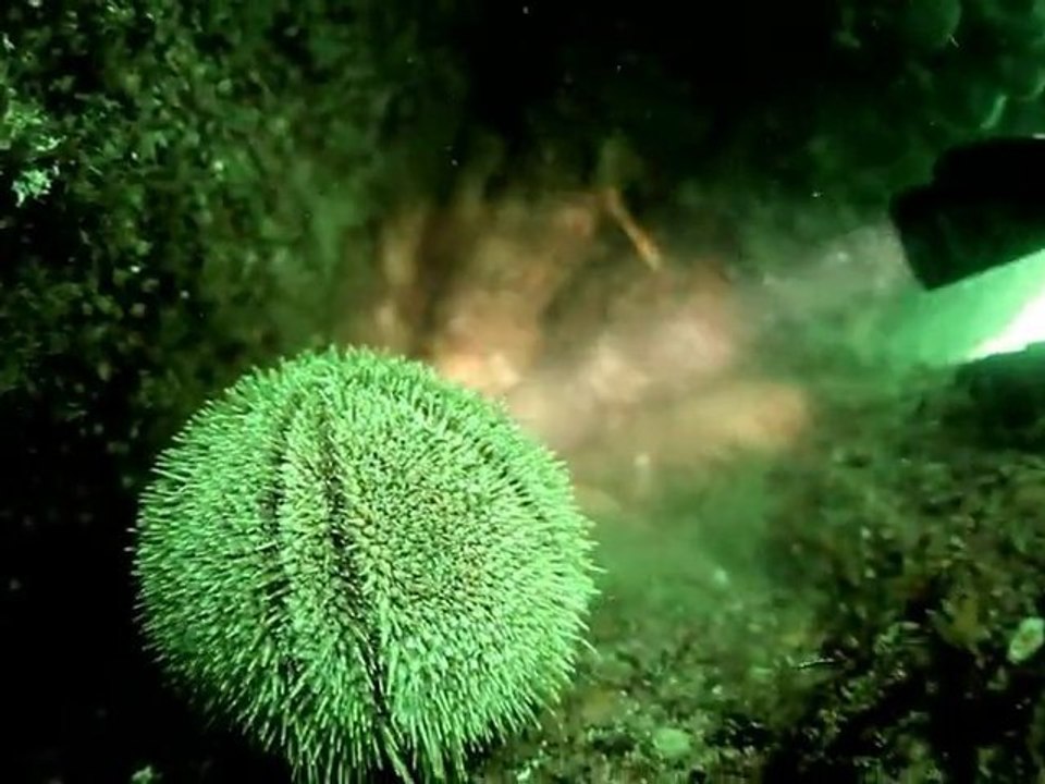 WRP - Démo Aquatique - HD