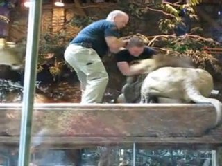 Las Vegas lion attack caught on camera