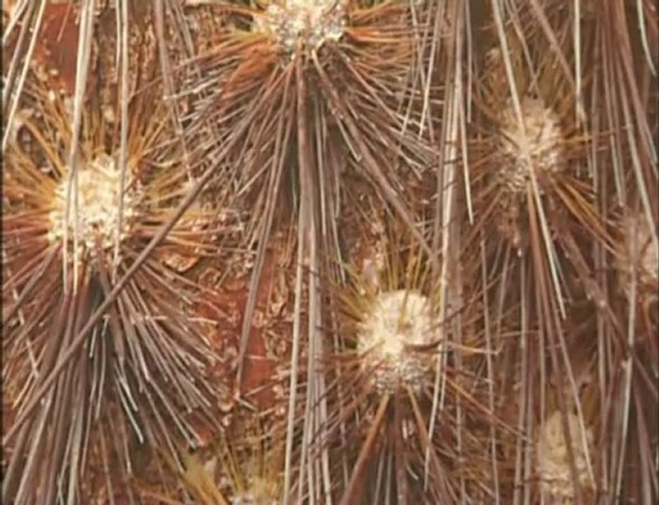 Cavalaire - Exposition "Secrets d'Ecorces"