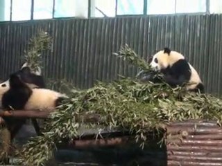 Pandi-Pandas de Shanghaï