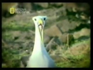 Vida sexual de los albatros