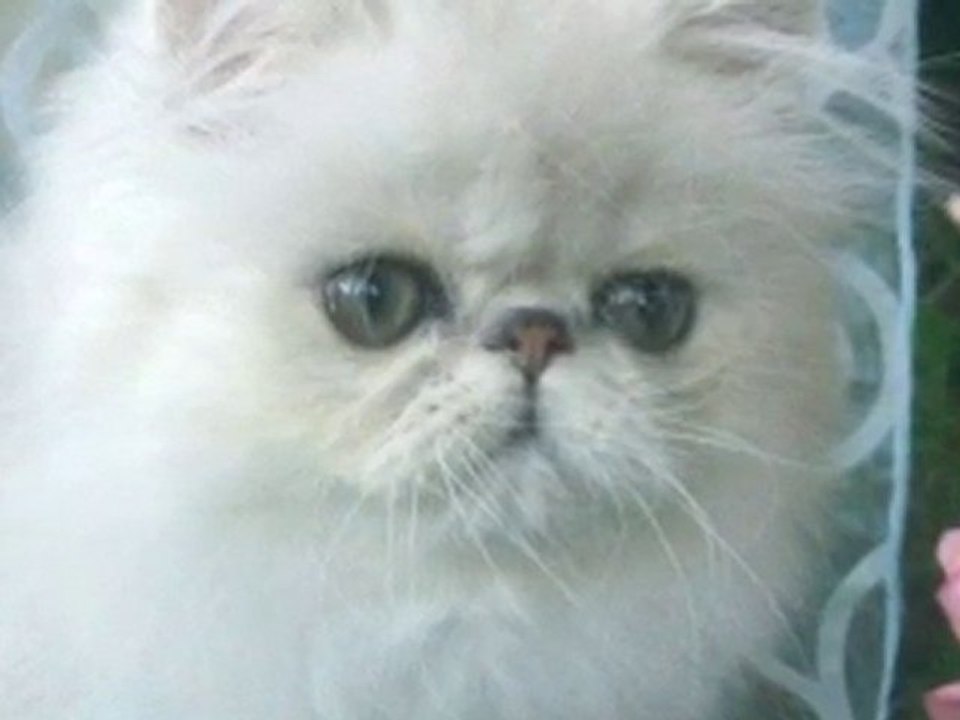 Chat Persan Silver - Brettachtal's Feng Shui (3 mois bientot