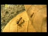 Esclavismo animal: Hormigas polyergus