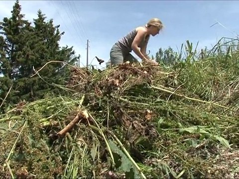 En Suisse, les citadins stressés louent des vaches pour se relaxer