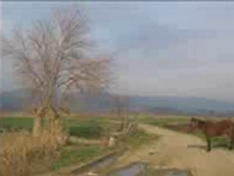 sümer ezgü cek deveci develeri