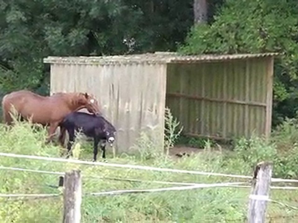 Dakota et Gribouille : Duel