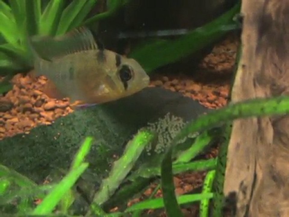 microgeophagus altispinosa