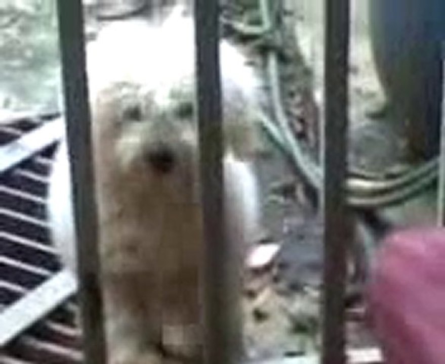 Mi Mascota Ringo 1.wmv