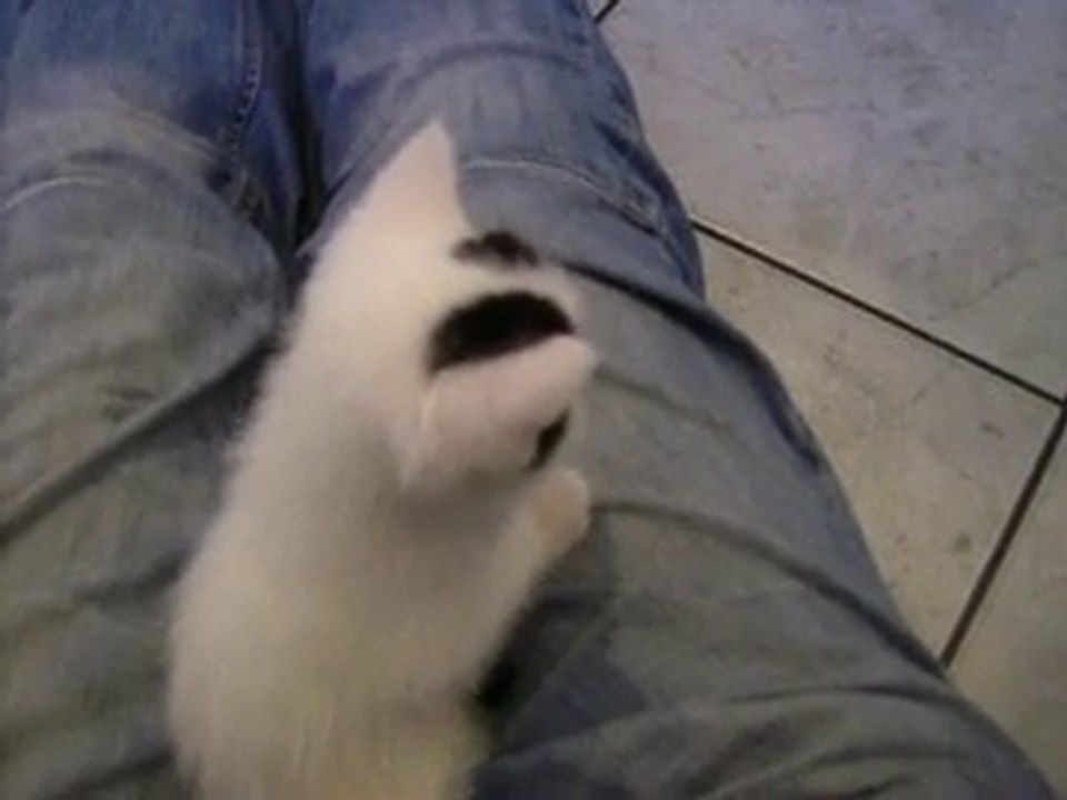 PETITS CHATS 2