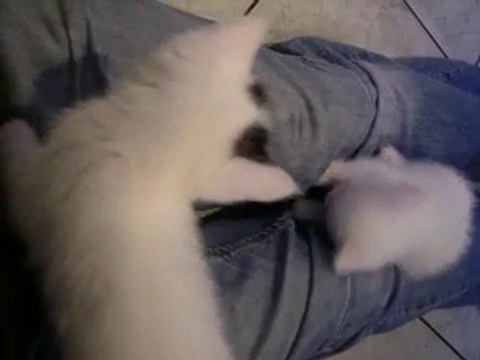 PETITS CHATS 1