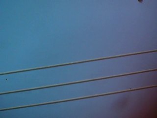 cigogne noire 19 août 2010