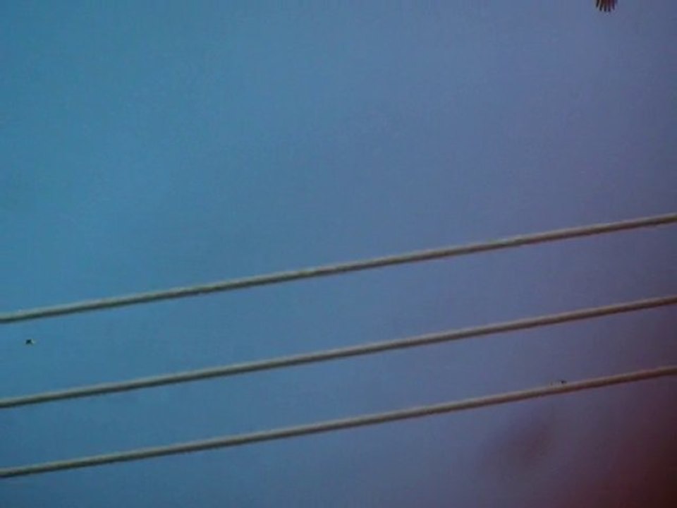 cigogne noire 19 août 2010