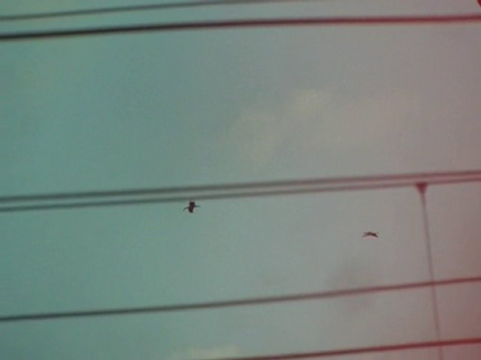 Cigognes noires Butte Bellot