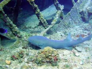 Rob's Shark: Tiger By The Tail