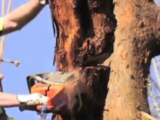Tree Felling Ringwood Jack's Trees VIC