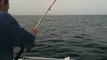 gros départ sériole sur 30/100 (début) pêche en corse sur Ajaccio