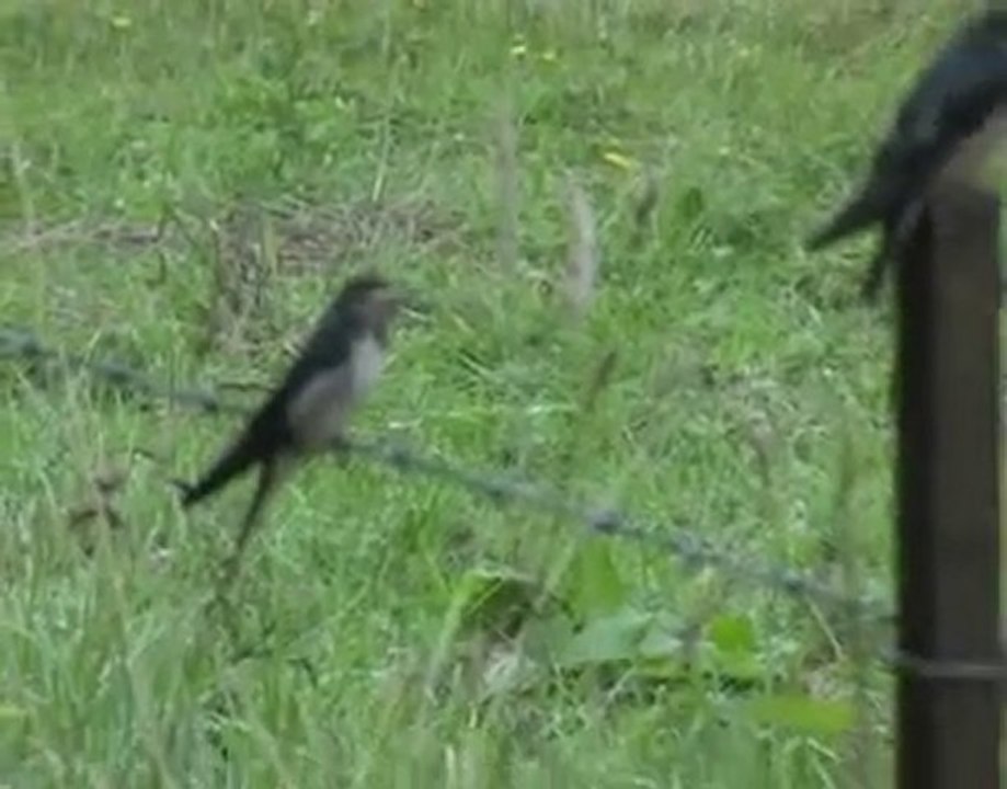 hirondelles rustiques forêt de mormal france