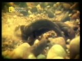 Vida sexual de las lampreas