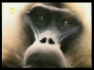 Conducta sexual de los babuinos