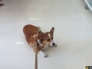 Milton Doesn't want to walk