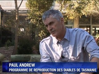 Les diables de Tasmanie menacés par une épidémie de cancers