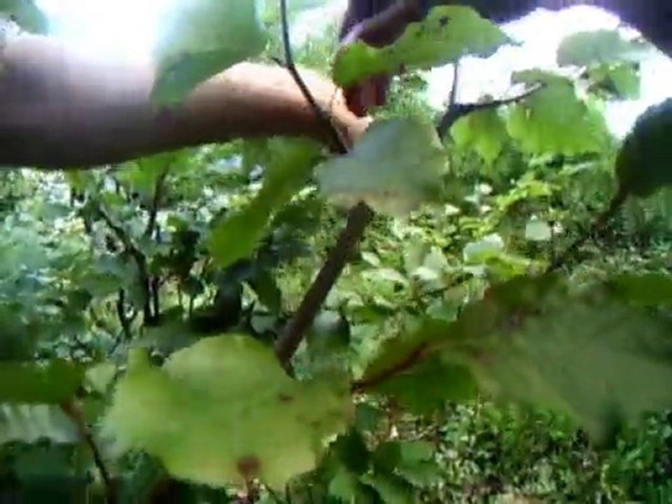 WELCOME TO THE JUNGLE - La Parrainage 2010