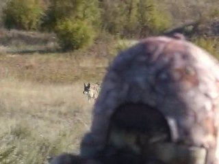 Coyote Hunting Video with Bucking The Odds
