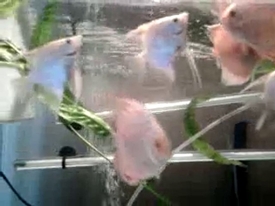 Red map-Ghost Discus