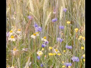 Chronique Bio Santé - 1: Introduction au bio