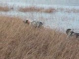 Chasse bécassine au Lac Hourtin