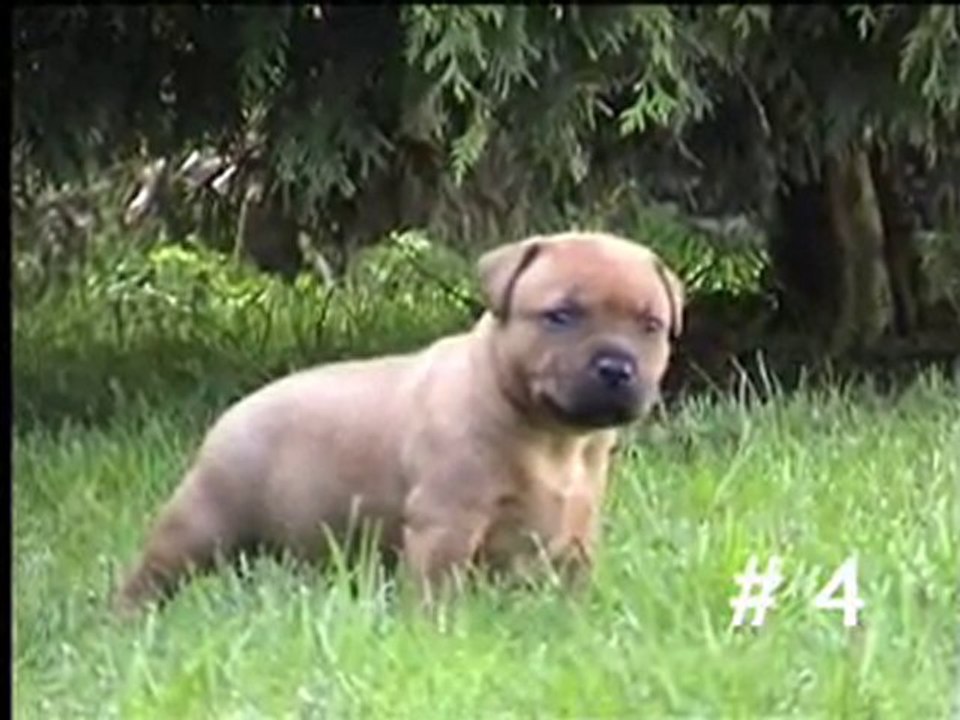 Staffordshire Bull Terriers puppies