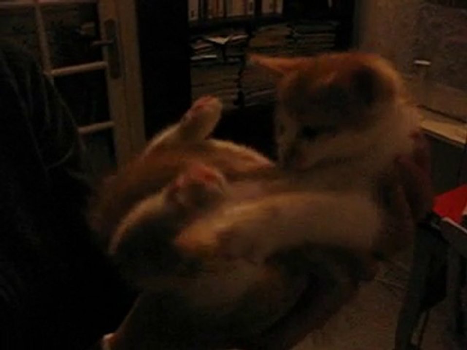 Petit chat deviendra grand