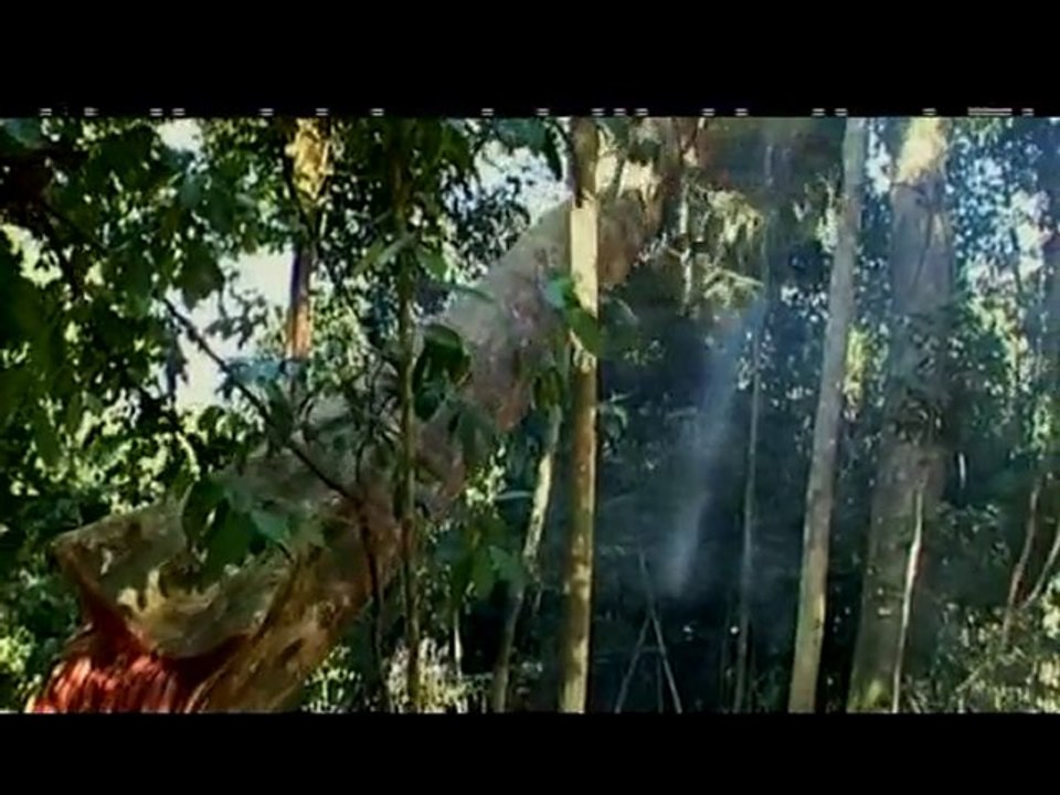 What is Sky Rainforest Rescue