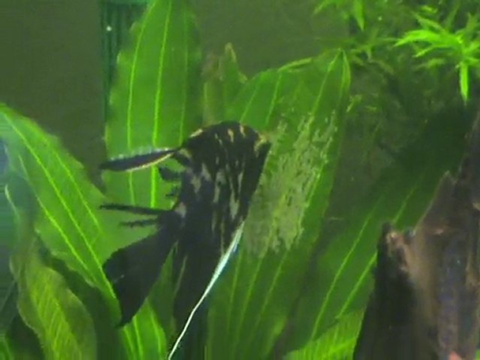 scalaire et altispinosa