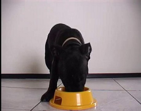 Staffordshire Bull Terrier Pup Eating