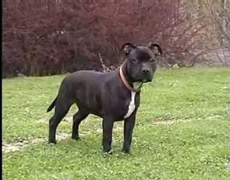 Staffordshire Bull Terriers pup