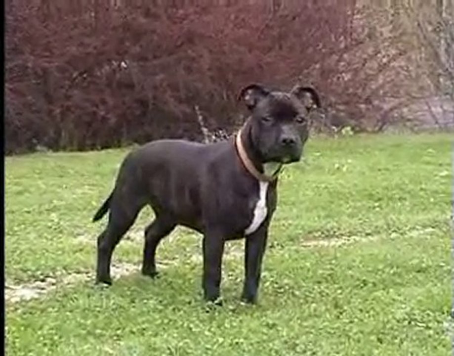 Staffordshire Bull Terriers pup