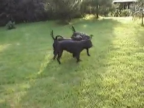 Staffordshire Bull Terriers Playing