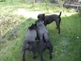 Staffordshire Bull Terriers Playing