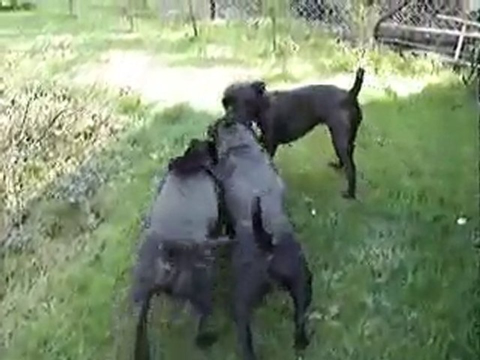 Staffordshire Bull Terriers Playing