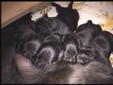 Staffordshire Bull Terrier Mum and her litter