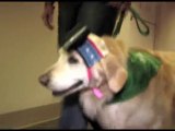 Meet Shug-Swedish/Edmonds therapy pup with dog cam