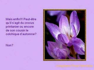 La plus belle fleur-09-10-21-11_wmv