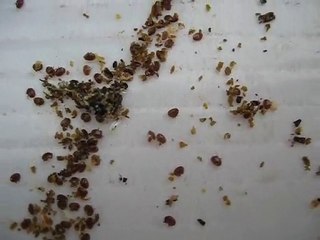 varrao mücadelesi, varoa, varroa.