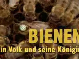 Arıcılık 1 - Bienen - Ein Volk und seine Königin 1/3