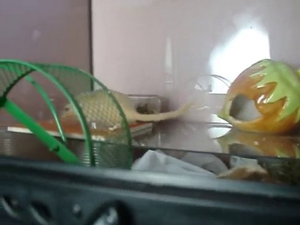 vanille & vénus.